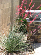 Red Yucca